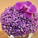 Purple Baby Breath & Phalaenopsis Fish Bowl Vase