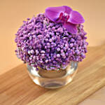 Purple Baby Breath & Phalaenopsis Fish Bowl Vase