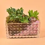 Gorgeous Succulents Terrarium