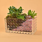 Gorgeous Succulents Terrarium