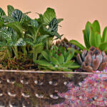 Gorgeous Succulents Terrarium