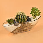 Succulent Boat Terrarium