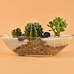 Succulent Boat Terrarium