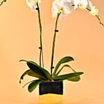 White Orchids Plant Square Vase