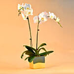 White Orchids Plant Square Vase