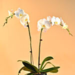 White Orchids Plant Square Vase