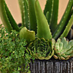 Aloe Vera & Echevieria Plant Vase