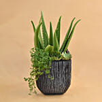 Aloe Vera & Echevieria Plant Vase