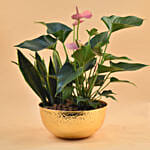 Anthurium & Sansevieria Plant Golden Pot