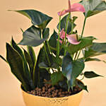 Anthurium & Sansevieria Plant Golden Pot