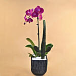 Cactus & Phalenopsis Plant Vase