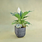 Classic Indoor Plants Pot