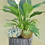 Classic Indoor Plants Pot