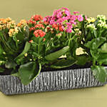 Colourful Kalanchoe Plant In Grey Vase