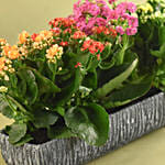 Colourful Kalanchoe Plant In Grey Vase