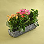 Colourful Kalanchoe Plant In Grey Vase