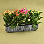 Colourful Kalanchoe Plant In Grey Vase