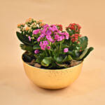 Colourful Kalanchoe Plants Pot