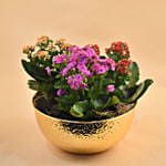 Colourful Kalanchoe Plants Pot