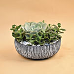 Echevieria & Jade Plant Pot