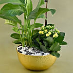 Flowering Plants In Golden Pot