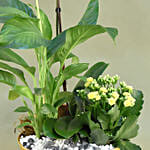 Flowering Plants In Golden Pot