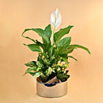 Green Flowering Plants In Silver Vase