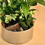 Green Flowering Plants In Silver Vase