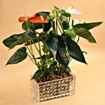 Red & White Anthurium Plant In Rectangular Vase