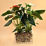 Red & White Anthurium Plant In Rectangular Vase