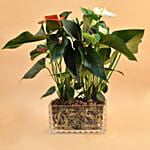 Red & White Anthurium Plant In Rectangular Vase