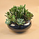 Succulents In Round Glass Vase