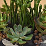 Succulents In Round Glass Vase