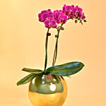 Purple Orchids Plant Fish Bowl Vase