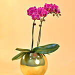 Purple Orchids Plant Fish Bowl Vase