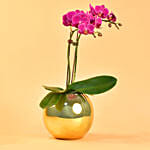 Purple Orchids Plant Fish Bowl Vase