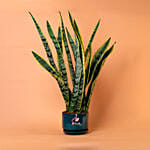 Sansevieria Plant In Green Designer Pot