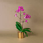 Purple Orchid Designer Plant Pot