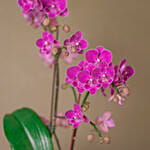 Purple Orchid Designer Plant Pot