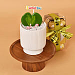 Single Hoya Plant with Ferrero Rocher For Valentine