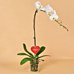 White Orchid Single Stem For Valentine