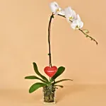 White Orchid Single Stem For Valentine