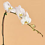 White Orchid Single Stem For Valentine