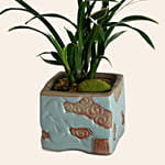 Spider Plant