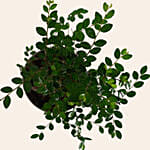 Chinese Elm Bonsai