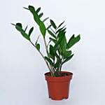 Airpurifying And Indoor Greens Combo