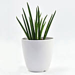 Small Sanseveria In Tea Pot Jar