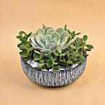 Echevieria & Jade Plant Pot