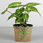 Syngonium Plant Red White Teddy