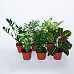 Airpurifying And Indoor Greens Combo